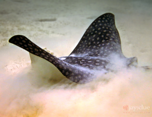 Eagle Ray Feeding in Cozumel