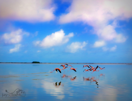 Flamingos Rio Lagartos