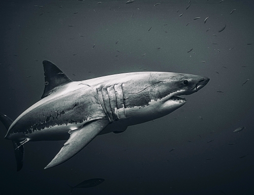 Dive Guides: Great White Sharks at Guadalupe Island, Mexico