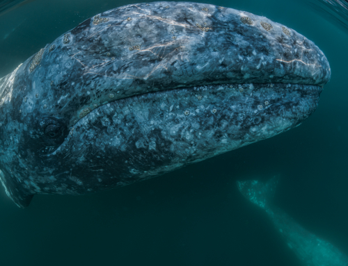 Travel Guides: Gray Whales of Baja California, Mexico