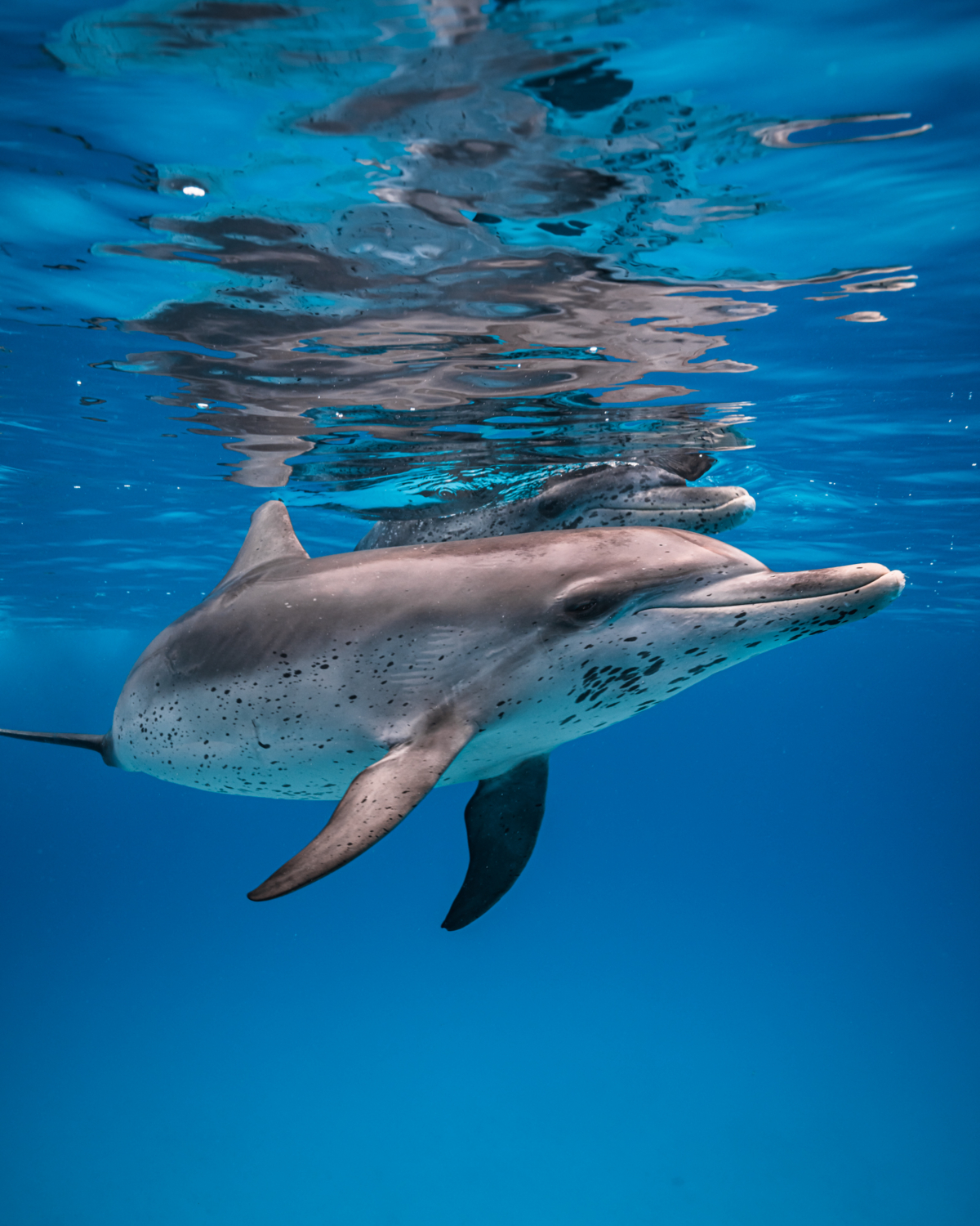 How to capture reflections in underwater photography