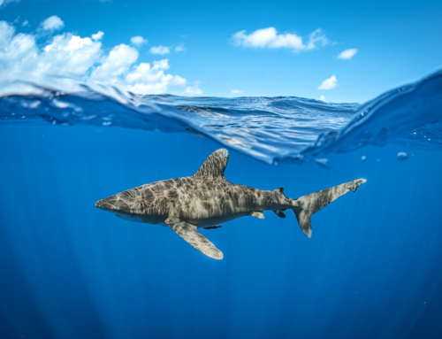 Projects: Scuba Diving Mag Ask a Pro Photographer