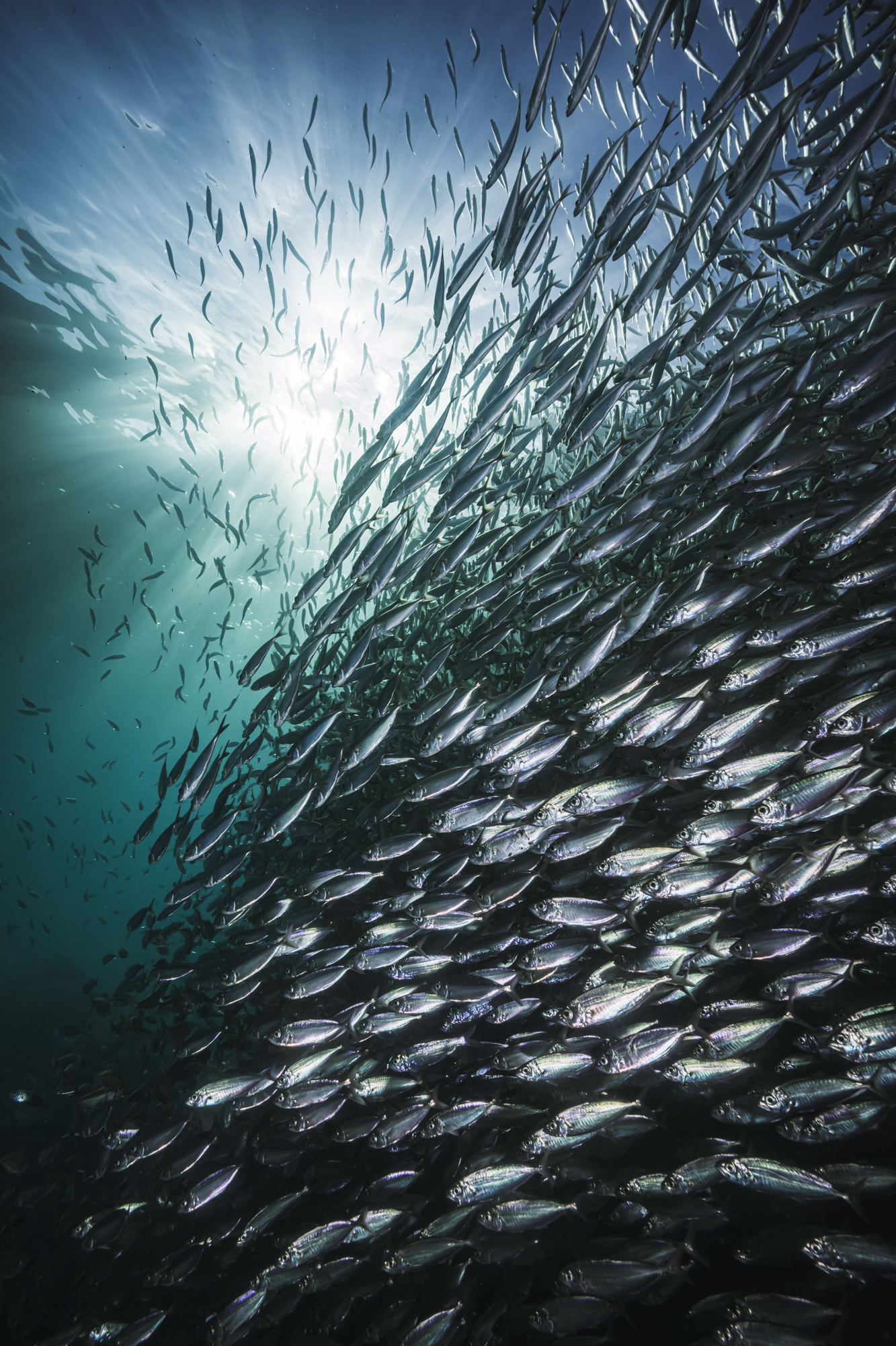 The sun breaks through a school sardines of the coast of La Paz, Baja California Sur, Mexico