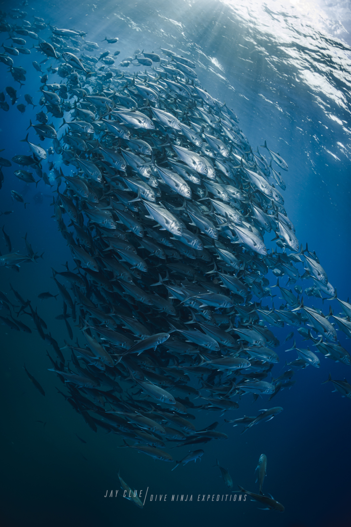 A school of jacks circling in sun beams from Cabo Pulmo National Park, Mexico