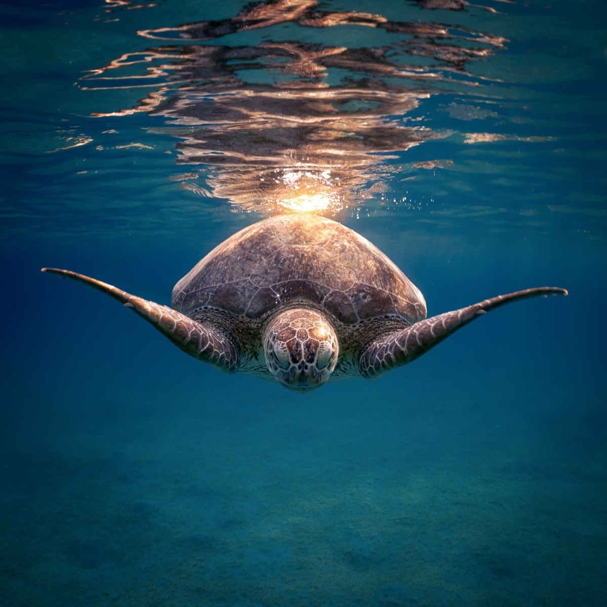 How to photograph underwater reflections 