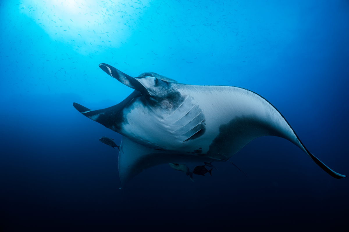 Manta ray photo tips