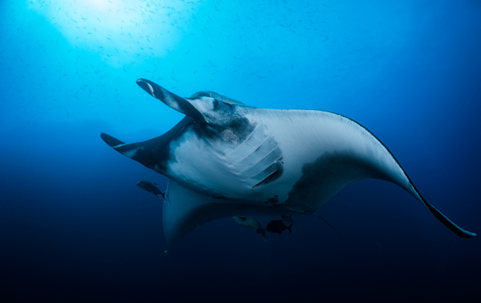 Manta Ray photo tips