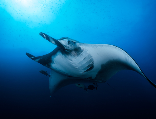 New Article: How to get epic photos of manta rays